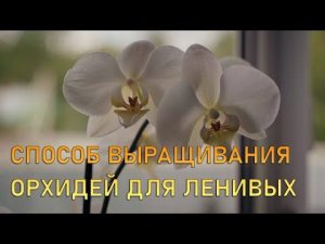 Ленивый уход за орхидеями. Пособие для начинающих.