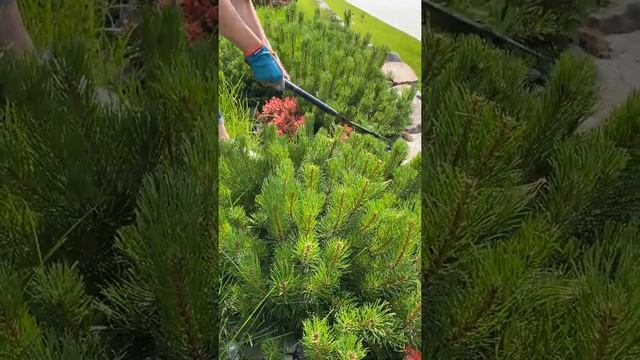 Как стричь кустарник на участке... смотреть онлайн