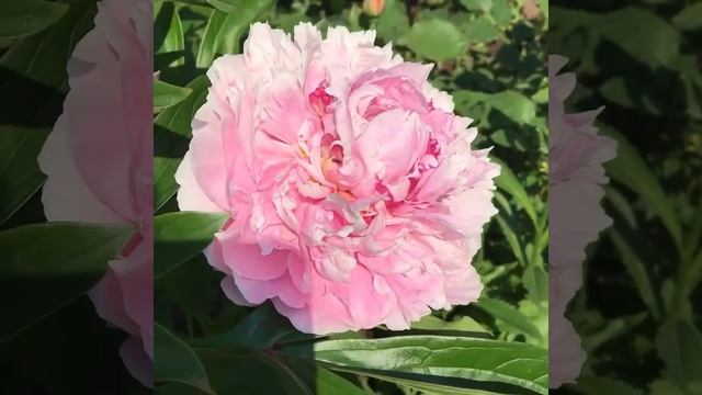 Пион Соланж (Solange) смотреть онлайн