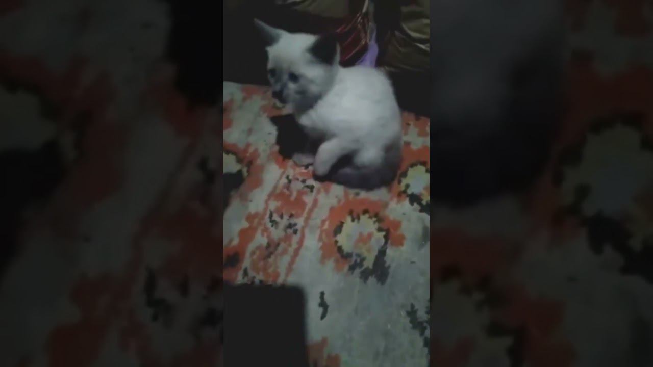 музычка #звук смотреть онлайн