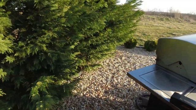 Сажаем фиалки и слоновьи уши☘☘☘ смотреть онлайн