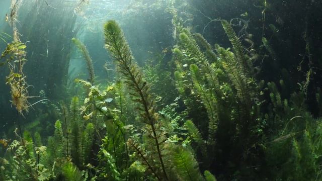 Перестолистник в пруду - оксигенаторы - растения под водой, оксигенаторы в водоёме - Ceratophyllum смотреть онлайн