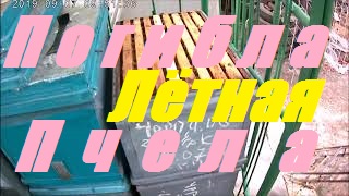 Шок!!!Резкий отход старой пчелы.Матки сократили яйцекладку.Усилить отводки пчёл в зиму. смотреть онлайн