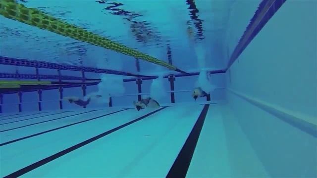 Центр водных видов спорта «Звёздный» Бассейн Спортсмены смотреть онлайн