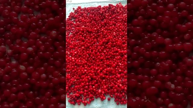 Сушу бруснику и клюкву)) потом закрою с сахаром на зиму смотреть онлайн