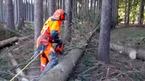 Husqvarna 572XP Chain saw TOP FELLING!!!THE BEST CHAINSAW!!!