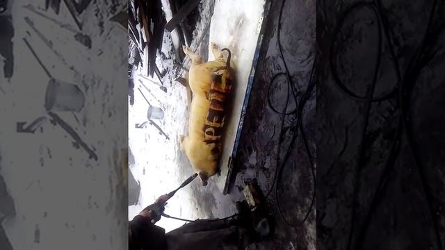 Як керхером чистити кабана смотреть онлайн