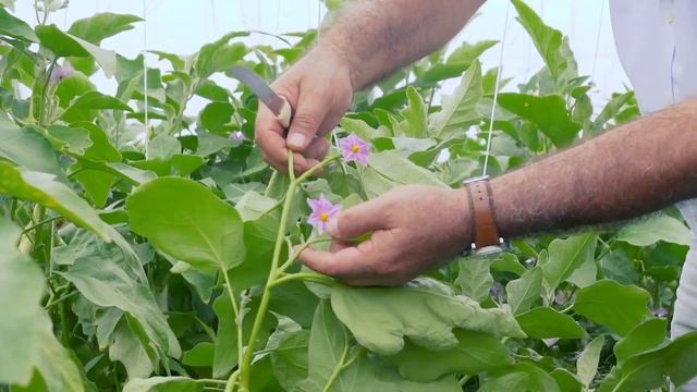 ? ОГО, СНЕЖОК! – Баклажан для Посадки в 2021 году смотреть онлайн