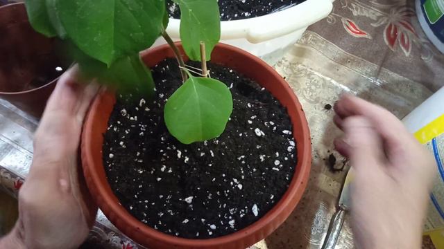 пересадка растений смотреть онлайн