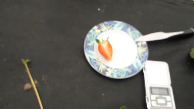 Сандра - клубника раннего срока созревания (Итальянский сорт) смотреть онлайн