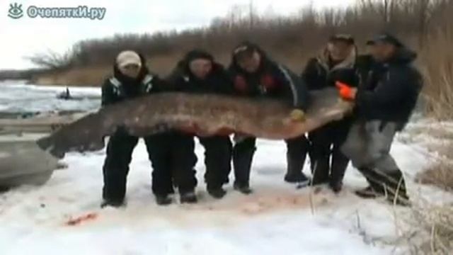 Сом 200 кг из Волги смотреть онлайн