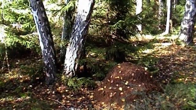 МАрийские леса смотреть онлайн