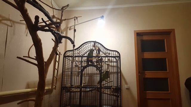 Пара синелобых амазонов. А пообщаться? смотреть онлайн