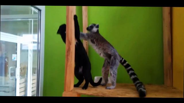 КОТ ПРОТИВ ЛЕМУРА СМЕШНОЕ ПРОТИВОСТОЯНИЕ\ CAT AGAINST LEMUR FUNNY CONFRONTATION смотреть онлайн