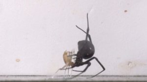 Watch a black widow spider kill and eat crickets