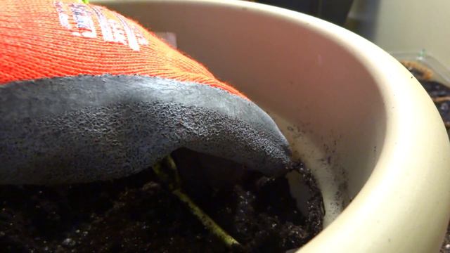 Transferring Devil Ivy's House Plant To A Bigger Container