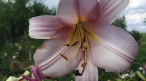 Лилия Pink Planet