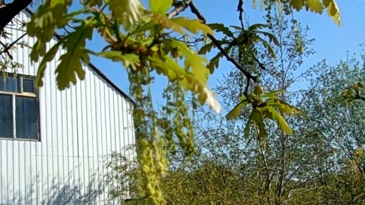 Дубовый Мёд.... смотреть онлайн