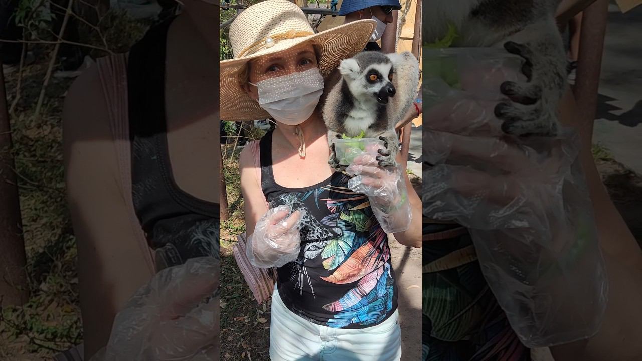 Релакс на Острове Лемуров