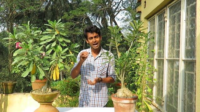 এডেনিয়ামের শীতকালীন পরিচর্যা смотреть онлайн