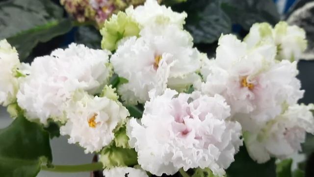 АВ-Экстаз смотреть онлайн