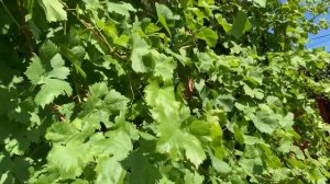 Виноград сорт Алешенькин