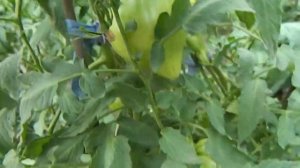 Томат Ночная свеча. Обзор вегетирующего растения.