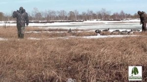 Охота на гуся 2018 ХМАО-Югра.