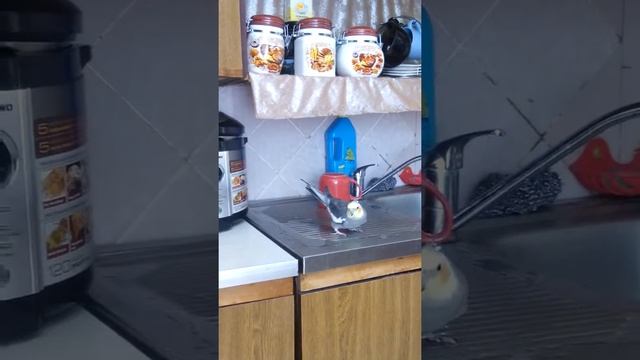 Говорящий попугайчик корела Кеша очень любит купаться смотреть онлайн