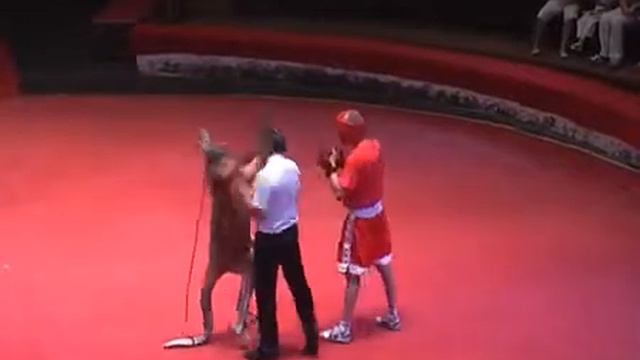 Бой без правил Кенгуру vs Человек смотреть онлайн