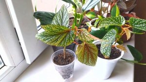 КОМНАТНЫЕ ЦВЕТЫ НА ОКОШКЕ. ОБЗОР КОМНАТНЫХ РАСТЕНИЙ. ЦВЕТОЧНЫЕ НОВОСТИ. НОВИНКИ