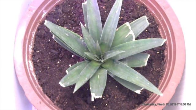 Grow a Pineapple - Time Lapse showing 40 days of growth смотреть онлайн