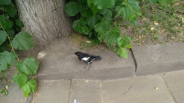 Child Magpies, Птенец сороки смотреть онлайн