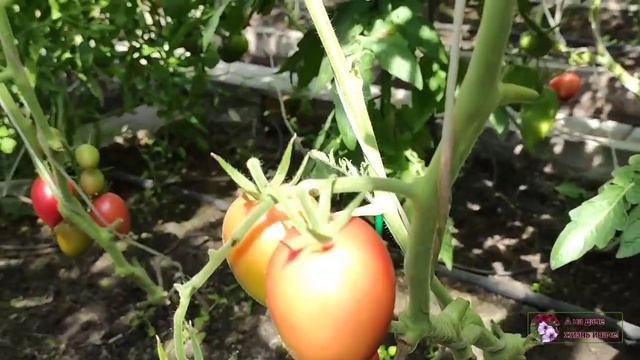 ИЗ ГИБРИДОВ НЕ ПОЛУЧАЮТСЯ НОРМАЛЬНЫЕ СЕМЕНА? смотреть онлайн