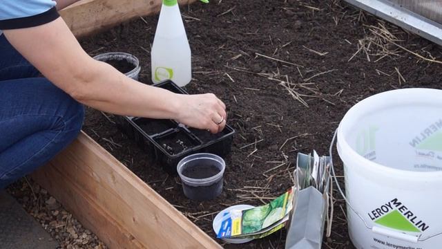 СЕЕМ НА РАССАДУ КРУПНОКОЧАННЫЙ САЛАТ смотреть онлайн