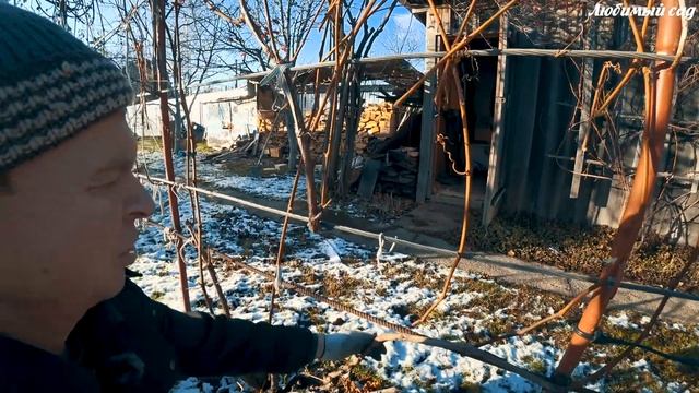 Как обрезать виноград. Как подготовить виноград к зиме. Любимый сад смотреть онлайн