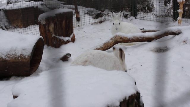 Зайчиха Пуша немного прыг-прыг смотреть онлайн