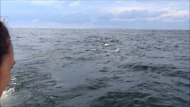 Путешествие на Остров Морских котиков 2014 год Уругвай