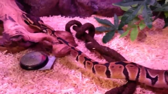 Is This A Ball Python Morph Or Normal ????? смотреть онлайн