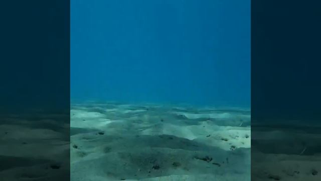 Avispa de mar / medusa de caja / Chironex fleckeri смотреть онлайн