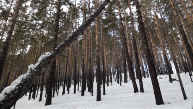 Сбор валежника 2019г., мотобуксировщик в работе.