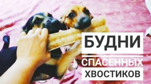 Покупки Четвероногим