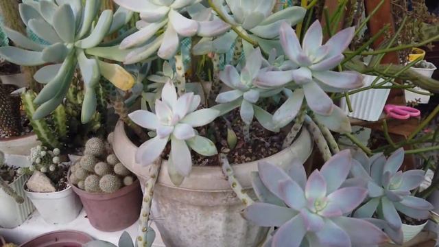 They Start To Trail|Succulents In Lowland|Nens Vlog