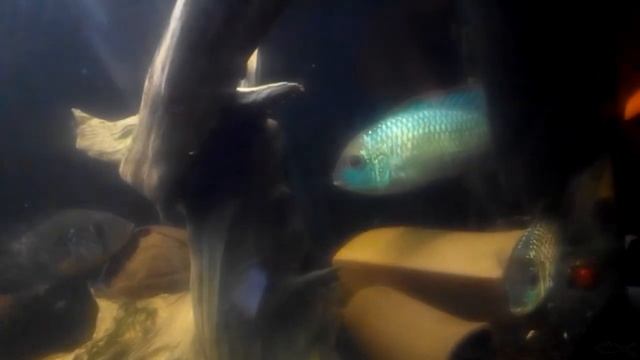 Геофагус бразильский, или о том как НЕ надо делать смотреть онлайн