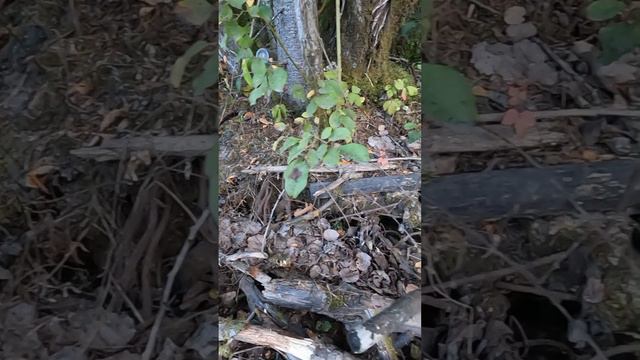 Нашёл схрон металла в лесу! смотреть онлайн