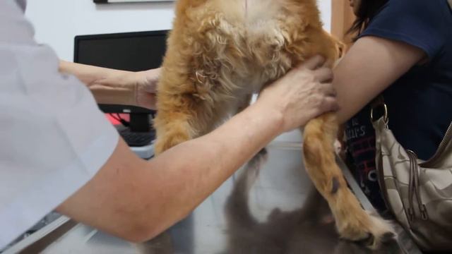 A Golden Retriever has Lyme Disease, Jan 19, 2014, 1 pm смотреть онлайн
