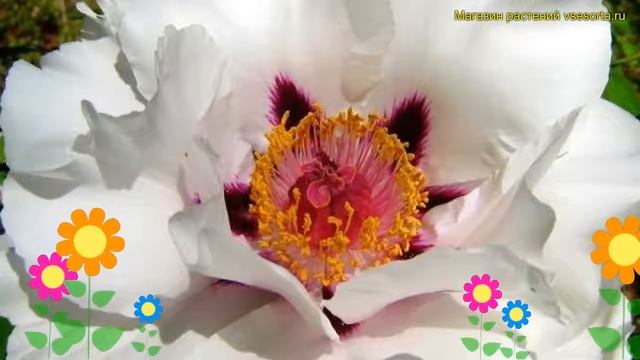 Пион древовидный Вайт. Краткий обзор, описание характеристик paeonia suffruticosa White смотреть онлайн