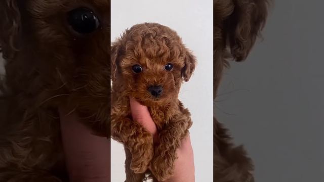 🐶 Малыш мальтипу доступен! Ждем самую лучшую семью ❤️ смотреть онлайн