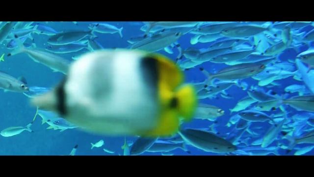 Pisces 151 - Delta Marine