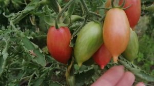 Результаты выращивания томатов Леденцы от агрофирмы Гавриш